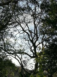 Low angle view of trees in forest