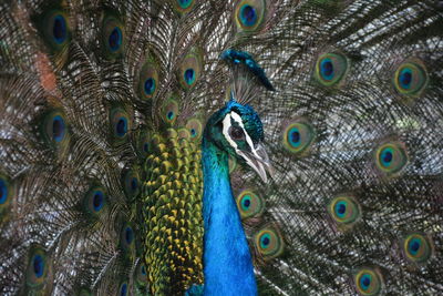 Full frame shot of peacock feathers