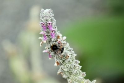 Close-up of bee pollinating on purple flower