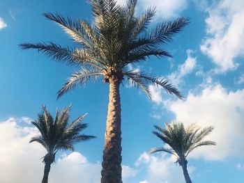 Low angle view of palm tree against sky