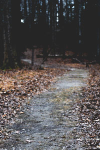 Trees in forest during autumn