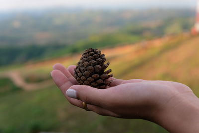 Close-up of hand holding pine cone against landscape