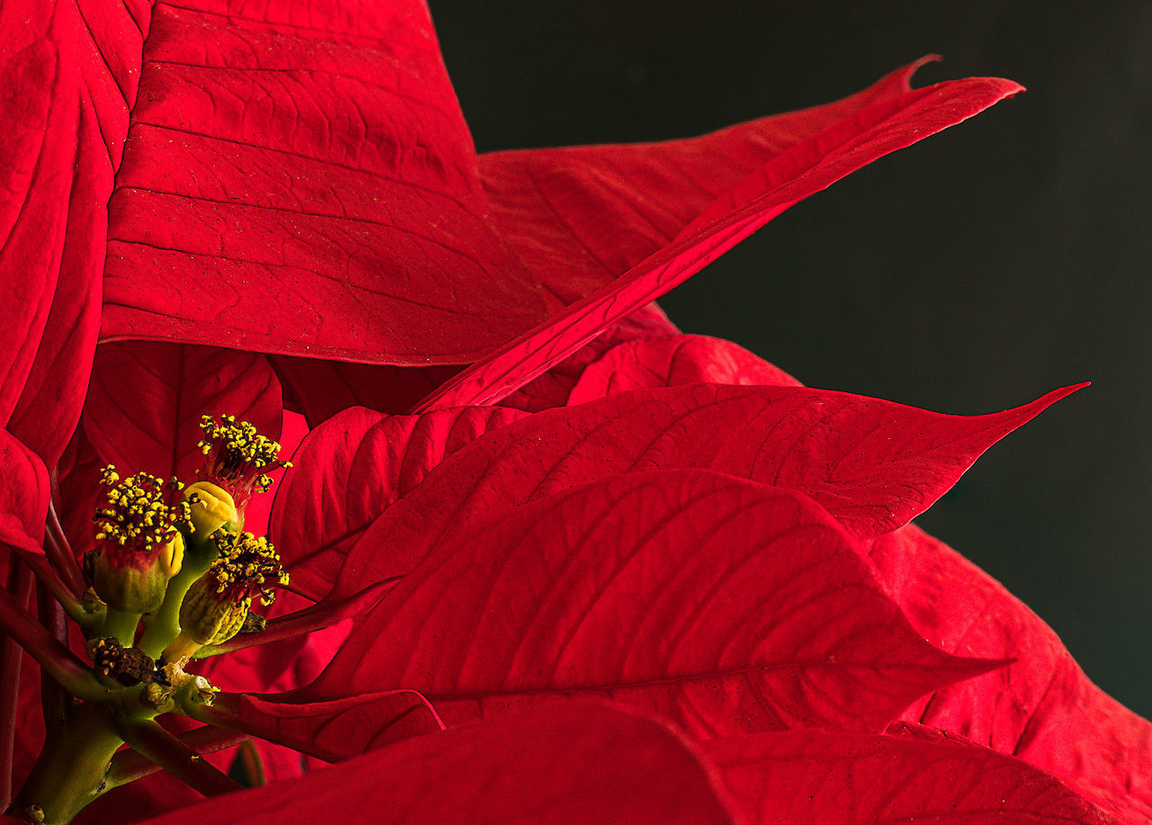 CLOSE-UP OF RED FLOWERING PLANT IN BLACK BACKGROUND