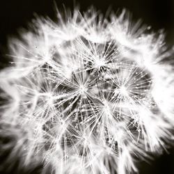 Close-up of dandelion flower