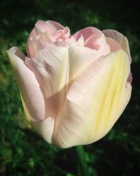 Close-up of pink flower