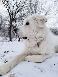 Great pyrenees enjoying the snowy weather