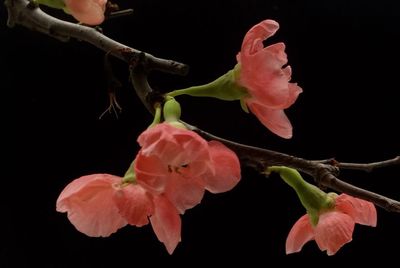 Close-up of pink flower