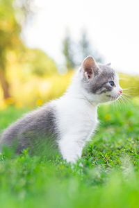 Cat looking away on field