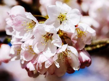 Close-up of cherry blossoms