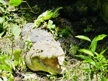 Close-up of lizard on field