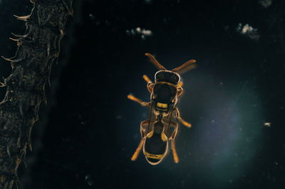 Close-up of insect on tree trunk