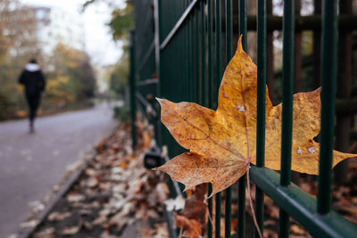 Close-up of dry maple leaves on metal fence