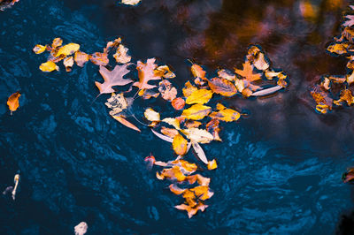 High angle view of fishes swimming in lake