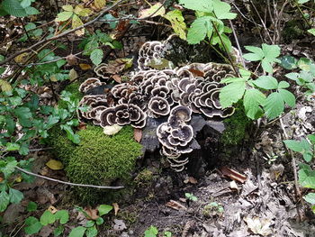High angle view of mushroom growing on field