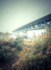 View of bridge over trees