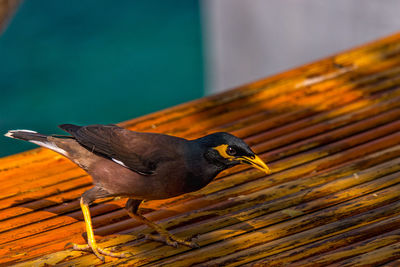 Close-up of bird perching on wood