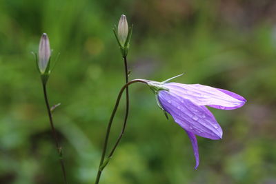 Close-up of purple flowering campanula plant