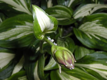 Close-up of flower