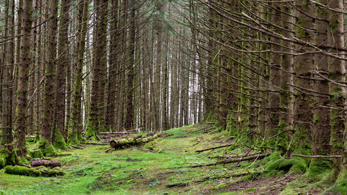 Trees growing in forest