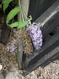 High angle view of purple flowering plants on wood