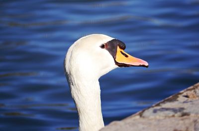 Close-up of swan swimming on lake