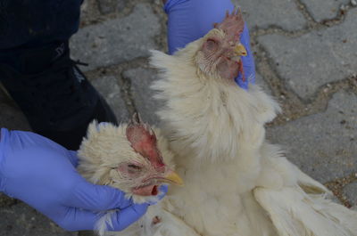 Autopsy dead chickens in poultry necropsy examination