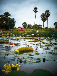 View of water lily in lake against sky