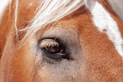 Close-up of a horse eye