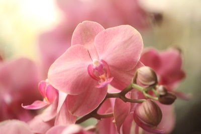 Phalaenopsis is a uniaxial perennial herb