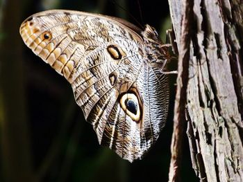 Close-up of butterfly on tree trunk