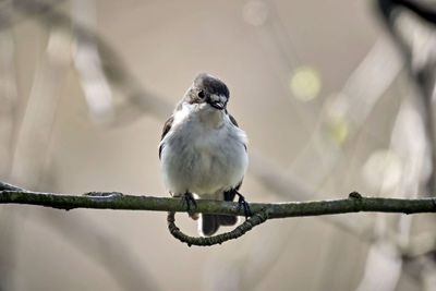 Close-up of bird perching on branch