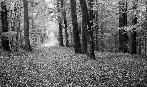 Trees growing in forest