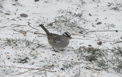 High angle view of bird on snow covered land