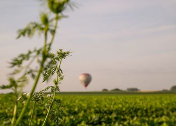 Plants growing on field against sky