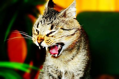 Close-up of cat yawning
