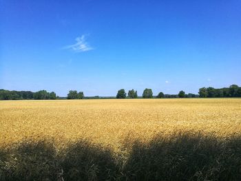 Scenic view of agricultural field against blue sky