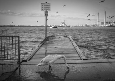 Swan perching on jetty by river against sky