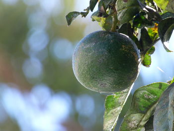 Close-up of fruit growing on tree