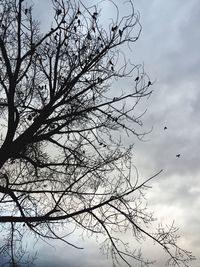 Low angle view of bare tree against sky