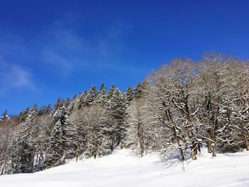 Snow covered plants against blue sky