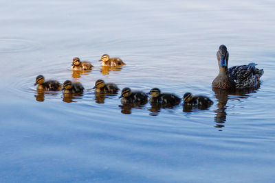 Ducks swimming in lake