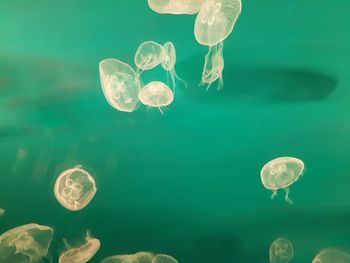 Jellyfish in sea