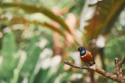 Close-up of bird perching on branch