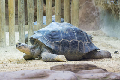 Close-up of turtle on beach