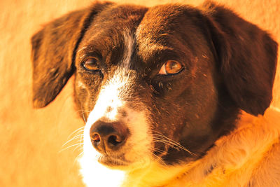Close-up portrait of dog looking away