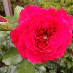 Close-up of pink rose blooming outdoors