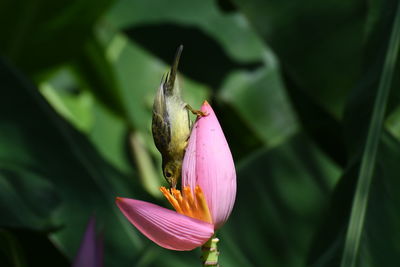 Close-up of pink lotus water lily