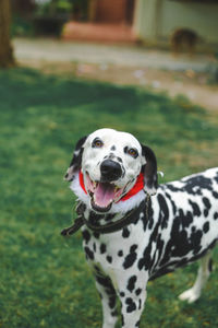 Portrait of a dog