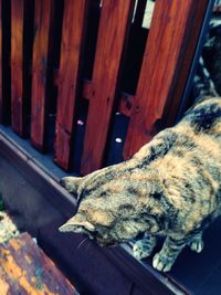 Close-up of cat on wood