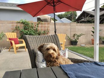 Portrait of dog relaxing on chair